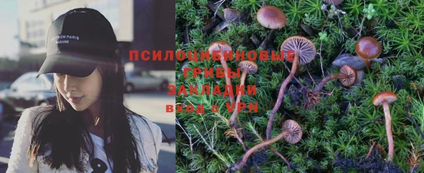 прущие грибы Бородино